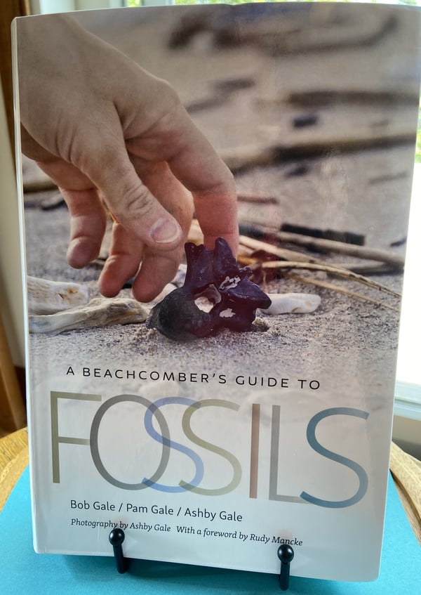 Beachcomers Guide to Fossils Fossil SharkTooth Hunting_1_SL