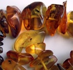 Bug fossils in amber_Wikimedia commons