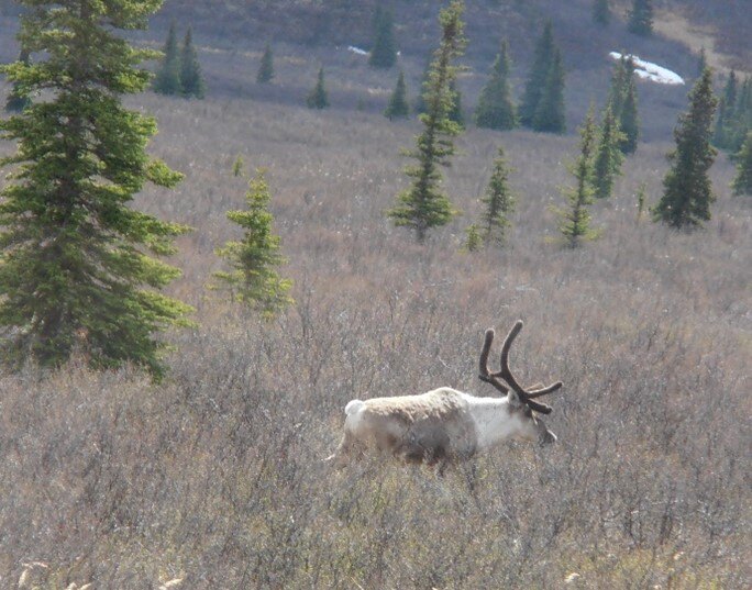 Caribou Denali SL