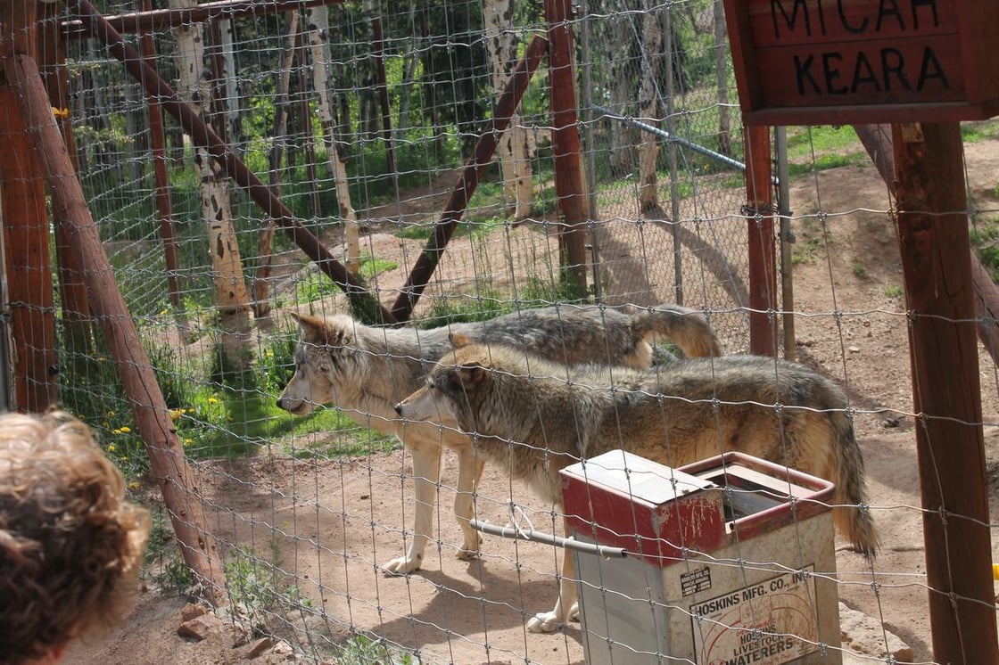 Colorado Wolf and Wildlife Center Divide