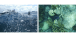Coral reefs in bermuda_SL