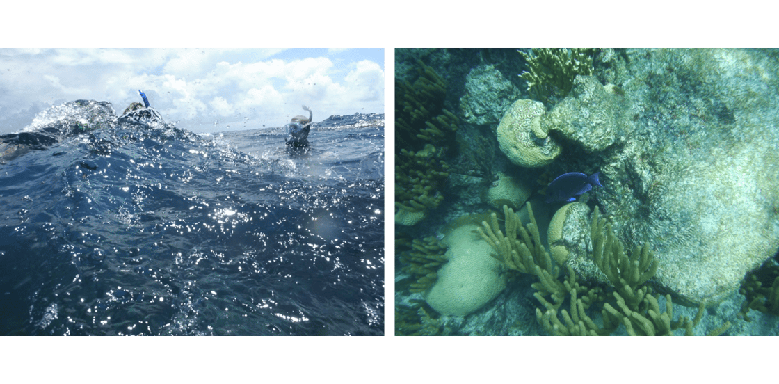 Coral reefs in bermuda_SL