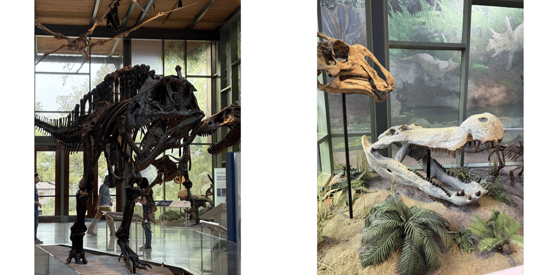 DinoFossils_SharonLyon