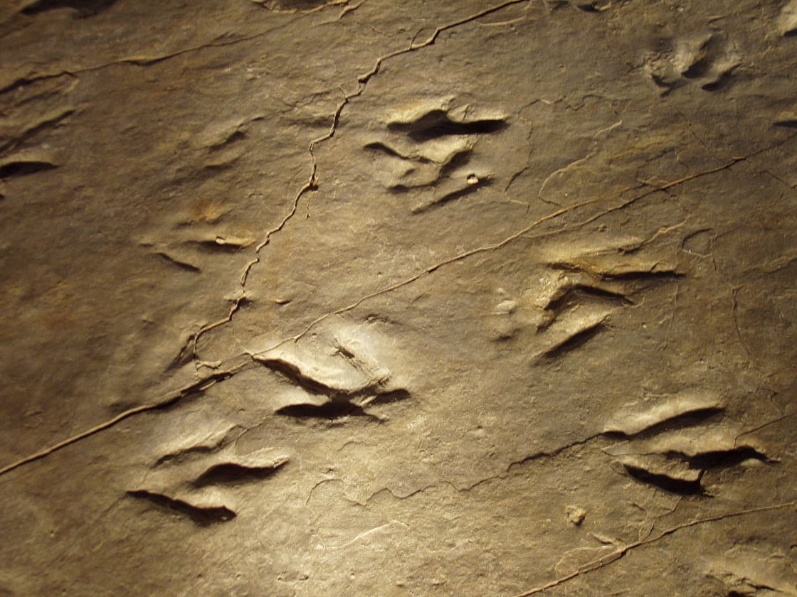 Dinosaur state park close up of fossil_Wikimedia Commons