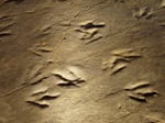 Dinosaur state park close up of fossil_Wikimedia Commons