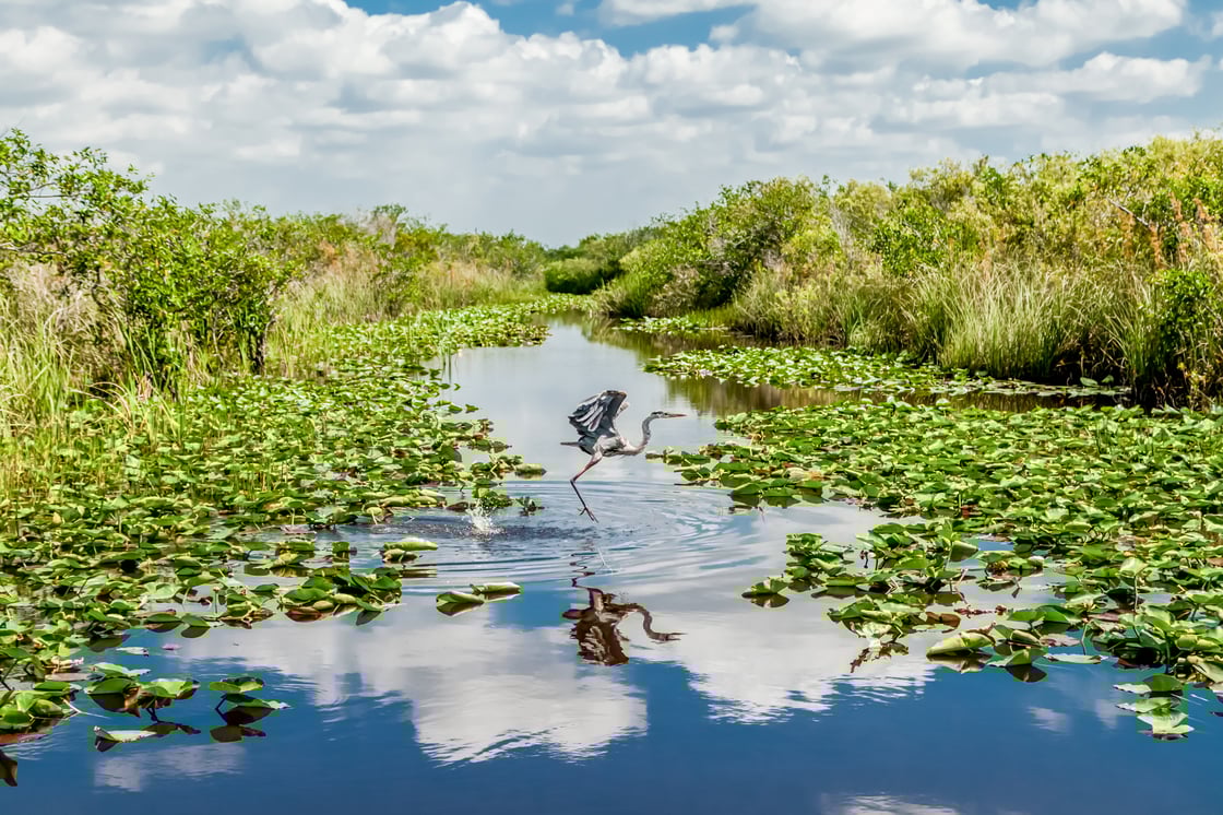 Everglades_Irina Montero