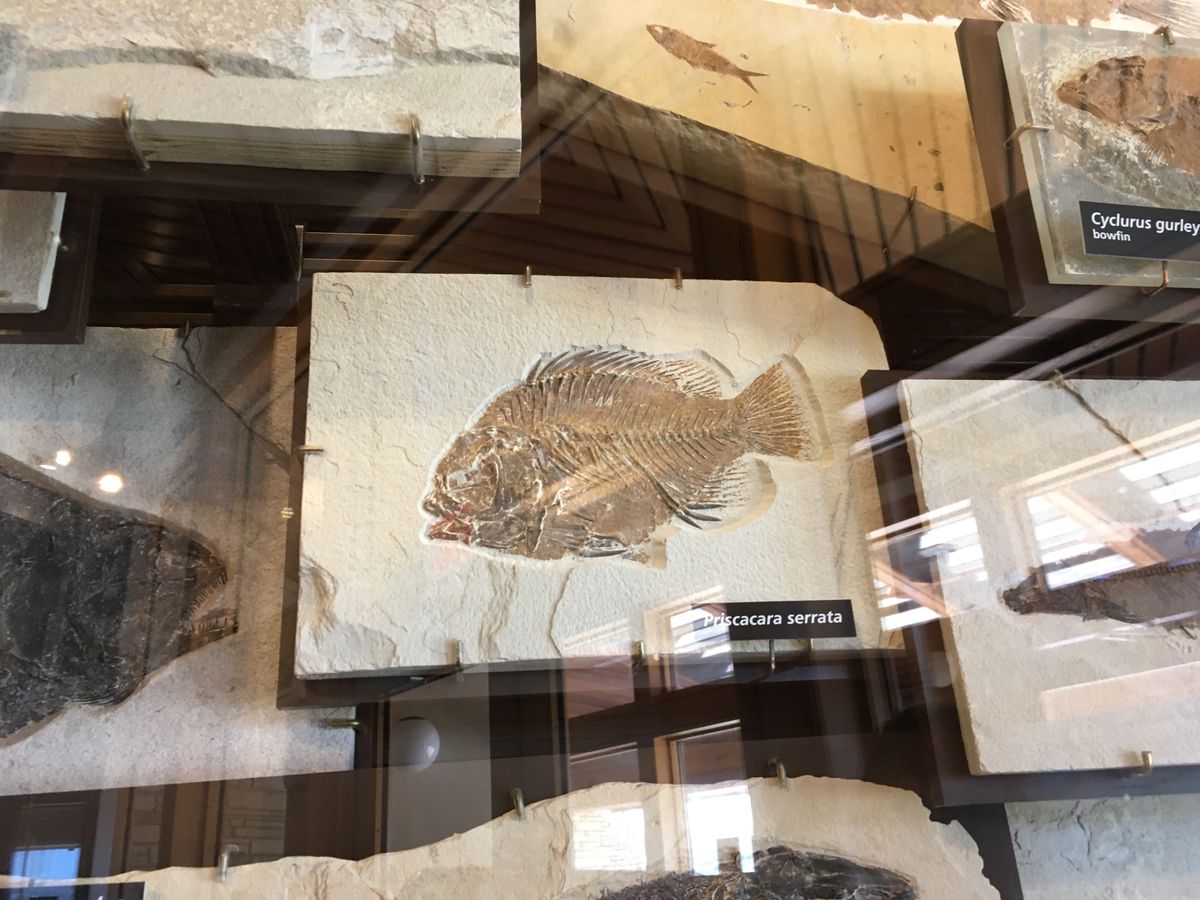 Fossil fish display at Fossil Butte_SL