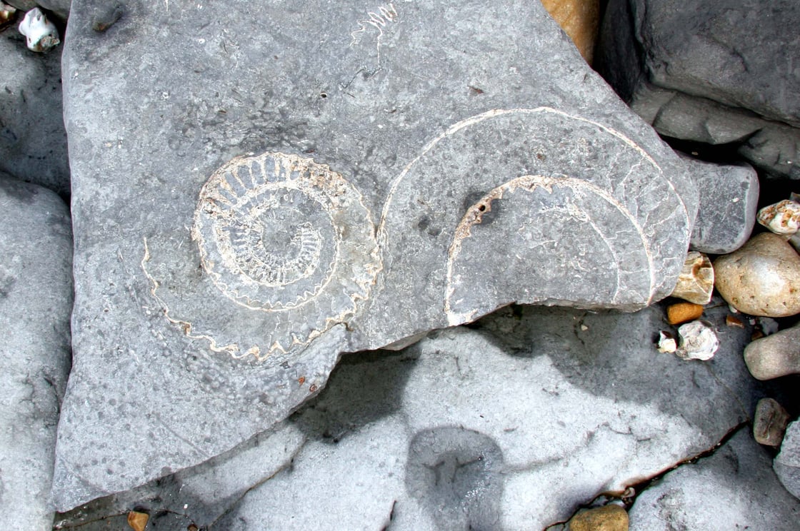 Fossil on Jurassic Coast