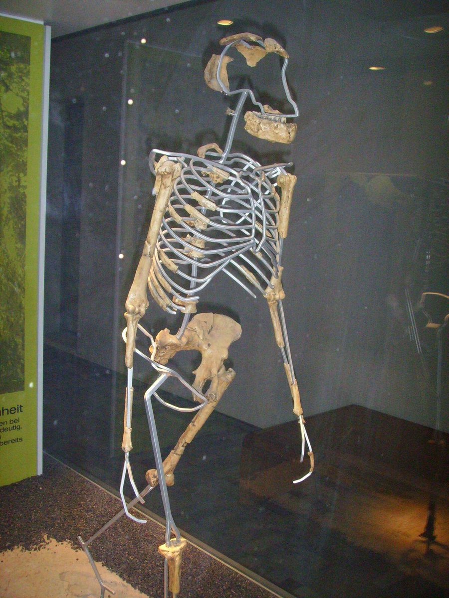 Lucy skeleton