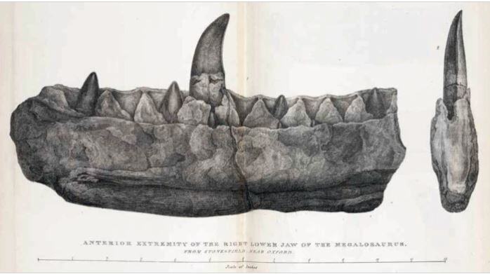 Megalosaurus