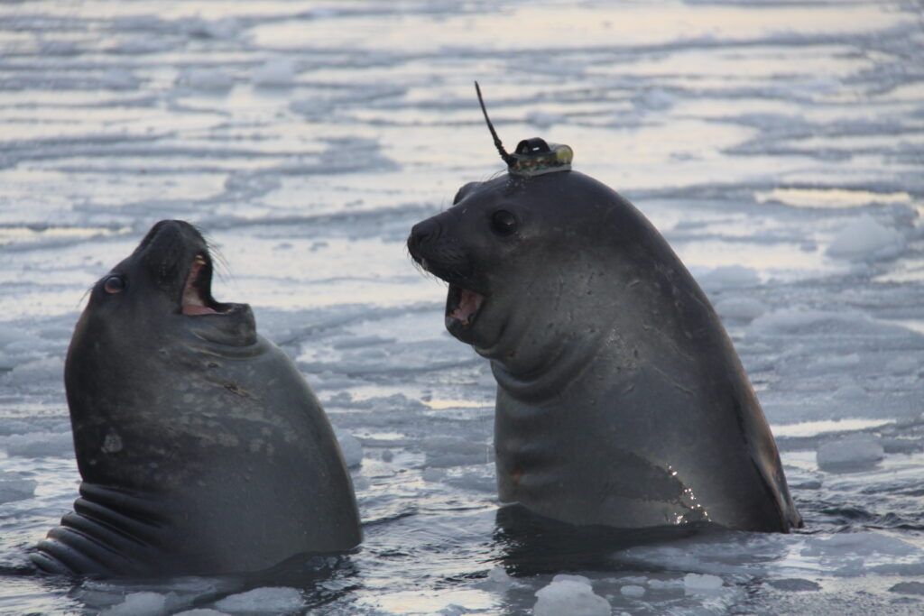 Seals with Satellites