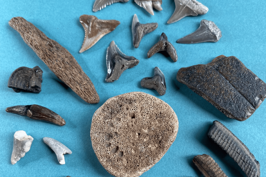 Shark fossils SL Resized