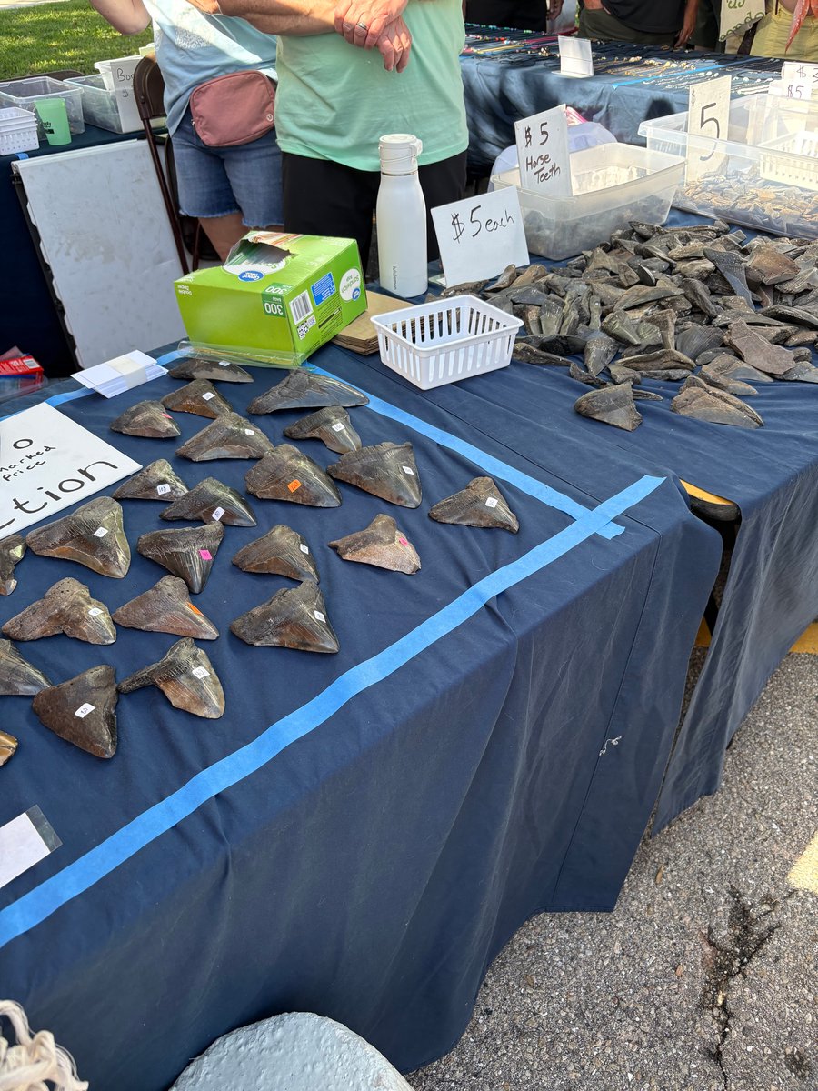Shark tooth display at Venice festival_SL
