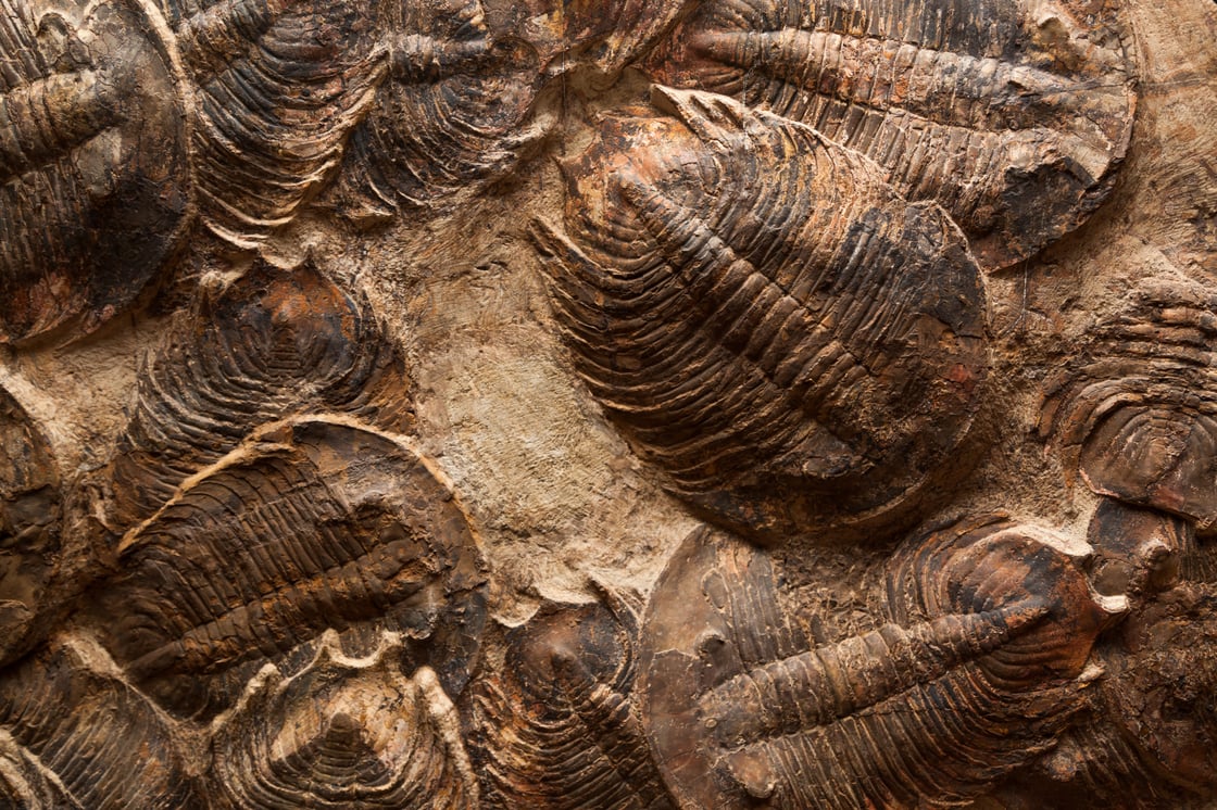 Trilobites in marine record_Tami Freed