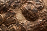 Trilobites in marine record_Tami Freed