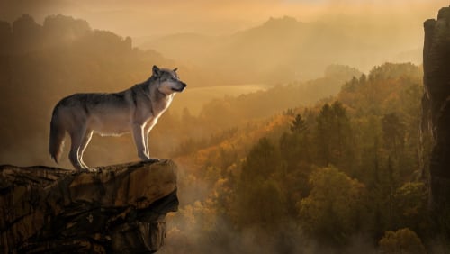 Wolf on a rock_Paarasd