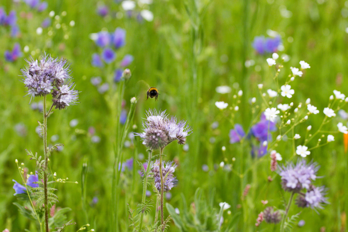 bee-flying-over-flowers